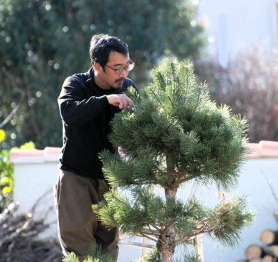 Maître Matao Sone - taille un arbre